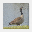 Suche nach wilde gans magnete Wild lebende tiere