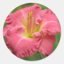 Suche nach taglilien aufkleber Blume