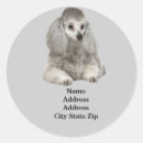 Suche nach zwergpudel aufkleber Miniaturpoodle