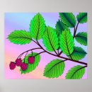 Suche nach himbeere poster Natur