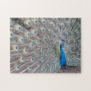 Suche nach pfauen puzzle Pfaus