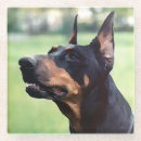 Suche nach ohren untersetzer Dobermann