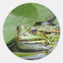 Suche nach frosch aufkleber Grün