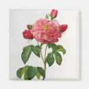 Suche nach knospe magnete Blumen