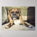 Suche nach kitz poster Fotografie