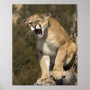 Suche nach concolor Big cat