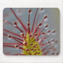Suche nach alles fressend mousepads Natur