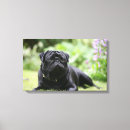 Suche nach schwarzer mops leinwandbilder Bob und pam langrish