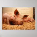 Suche nach niedliches ferkel poster Tiere