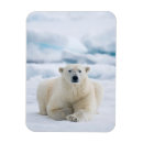Suche nach eisbären magnete Horizontal