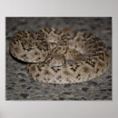 Suche nach rattlesnake poster Schlange