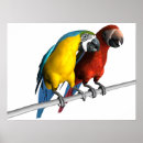 Suche nach südamerikanisch poster Macaw