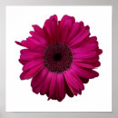 Suche nach gerbera blume poster Floral