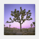 Suche nach joshua tree national park magnete Landschaft