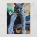 Suche nach hanging postkarten Katze