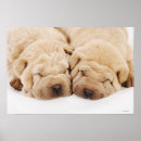 Suche nach shar pei poster Tier