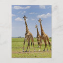 Suche nach giraffa camelopardalis Im freien