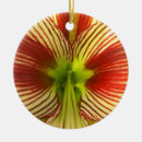 Suche nach amaryllis ornamente Weiß