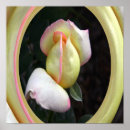 Suche nach liebe rose poster Blumenreich