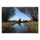 Suche nach border collie poster Bauernhof