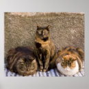 Suche nach ligurien poster Reisen