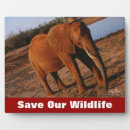 Suche nach elefant fotoplatten Wildtiere