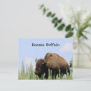 Suche nach büffel postkarten Natur