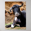 Suche nach goat poster Animals