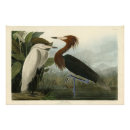 Suche nach herde poster Vogel