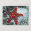 Suche nach starfish postkarten Strand