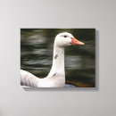Suche nach feathers leinwandbilder Tier