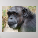 Suche nach orang utan poster Niedlich