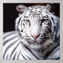 Suche nach bengal tiger poster Streifen