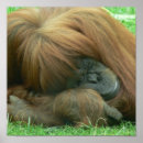 Suche nach orang utans poster Tiere