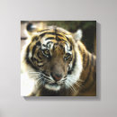 Suche nach bengalischer tiger leinwandbilder Jede person