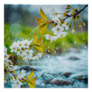 Suche nach frühlingsregen Blüten