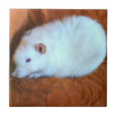 Suche nach ratte fliesen Niedlich