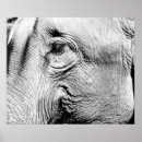 Suche nach elefanten foto poster Tierfotografie