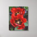 Suche nach tulpen leinwandbilder Blüte