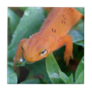 Suche nach salamander fliesen Tier