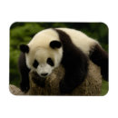 Suche nach shaanxi magnete Tier