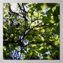 Suche nach baum poster Tropisch