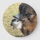 Suche nach camel wanduhren Kamel