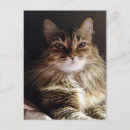 Suche nach schöne katzen postkarten Niedlich