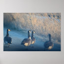 Suche nach kanada gänse poster Kanadengas