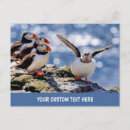 Suche nach puffins postkarten Für alle