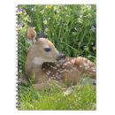 Suche nach odocoileus Odocoileus virginianus