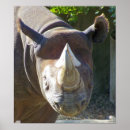 Suche nach andere säugetiere poster Rhino