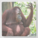 Suche nach orang utans untersetzer Borneo