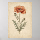Suche nach mohn poster Botanische illustration